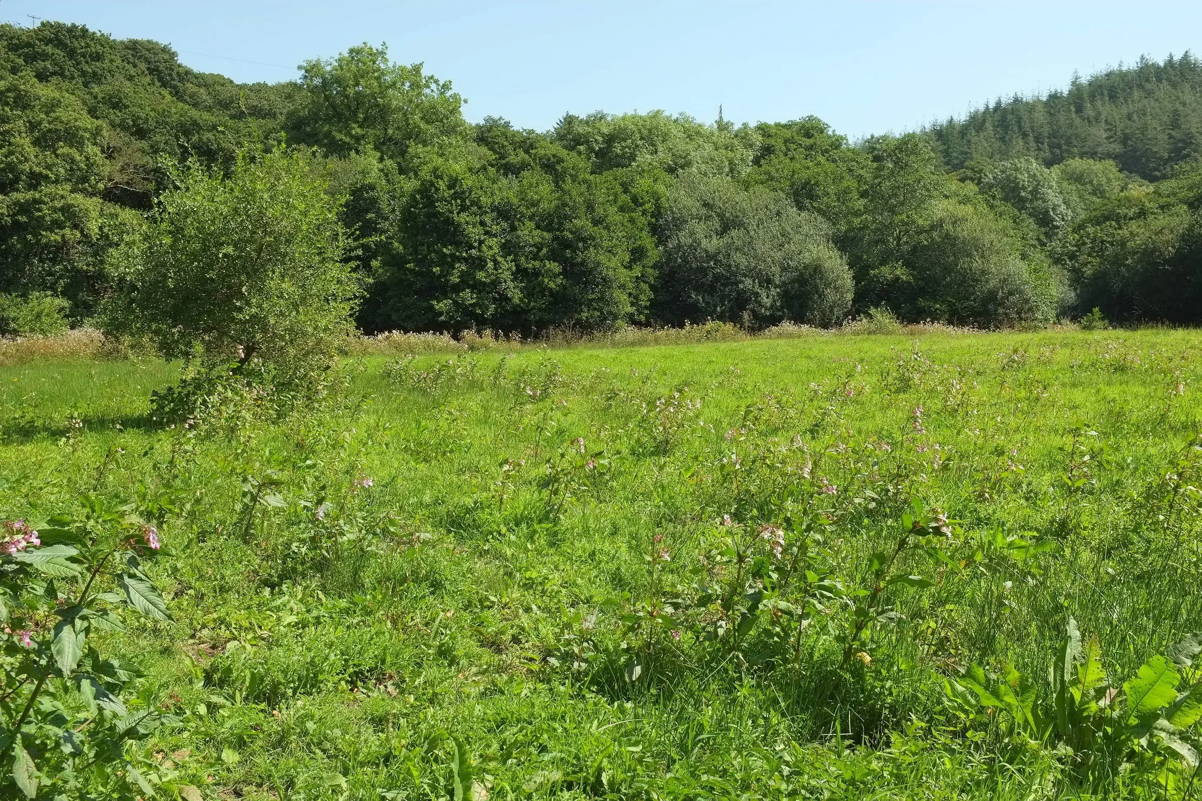 Cardinham Woods — sunlit trail through mixed woodland near Bodmin.