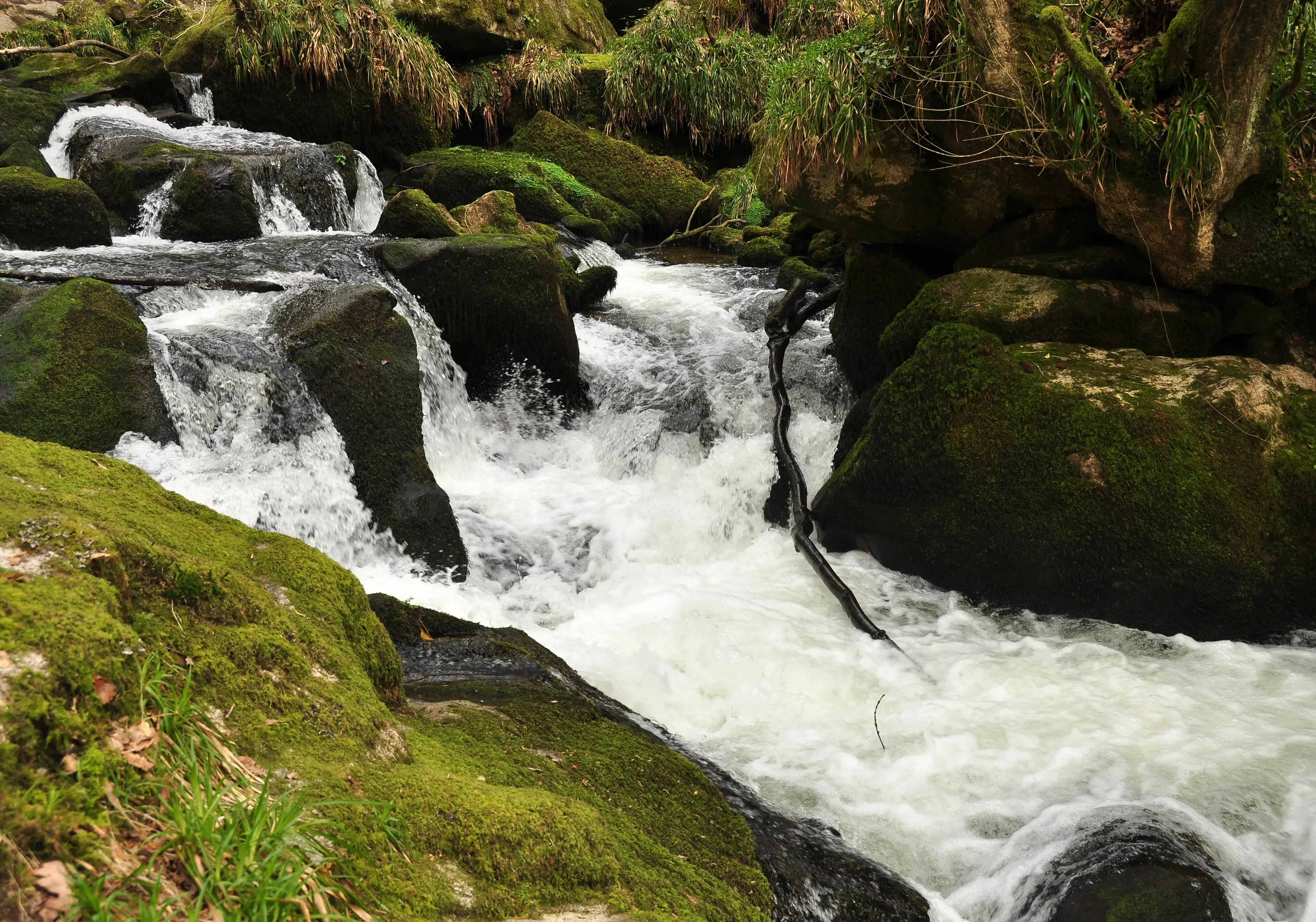 Golitha Falls on Bodmin Moor — a series of cascades through ancient oak woodland on the River Fowey.